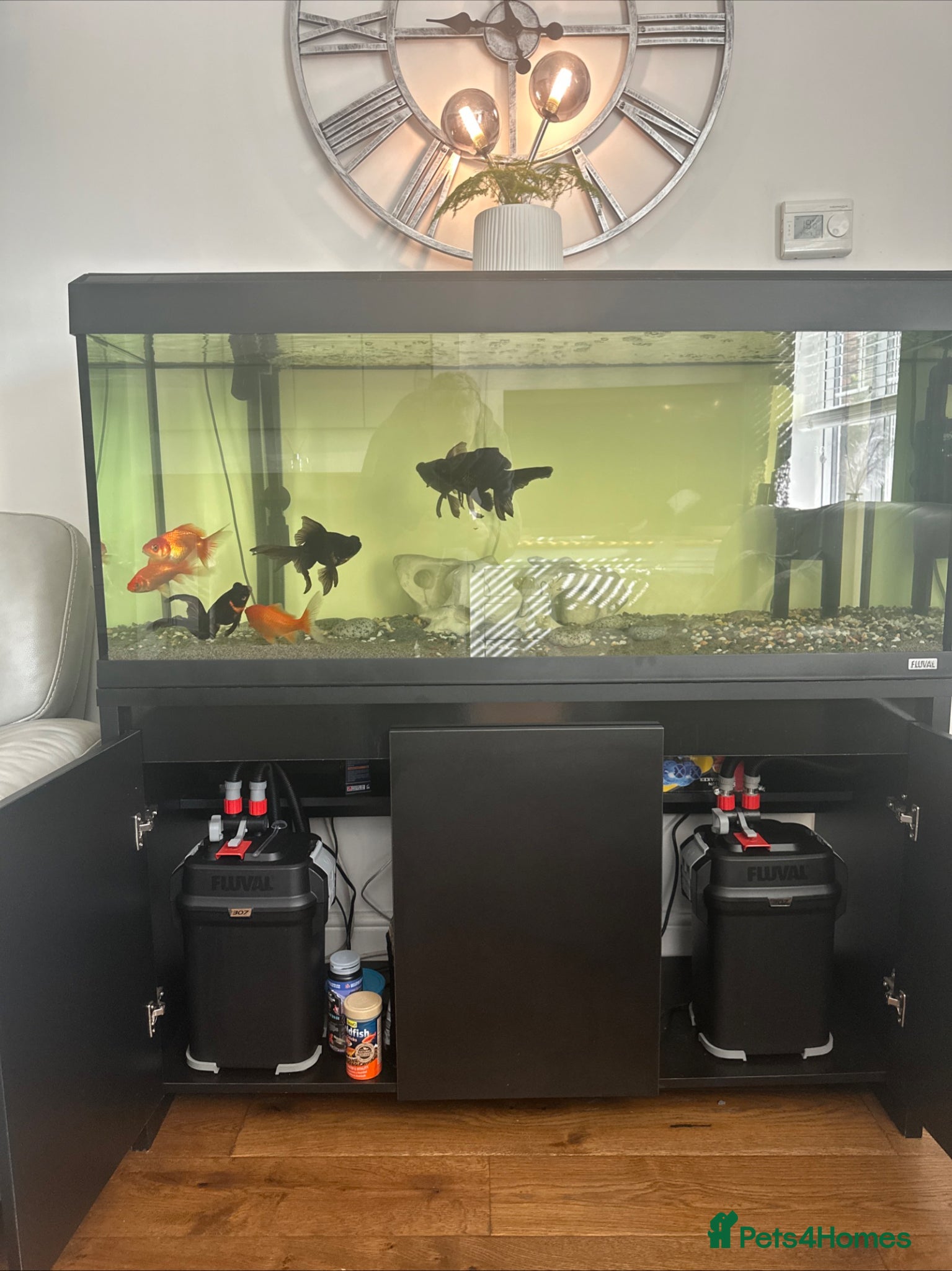 Fancy Goldfish fish Fluval Roma 240 Aquarium,  - Advert 2