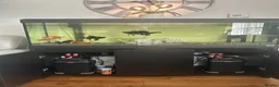 Fancy Goldfish fish for sale: Fluval Roma 240 Aquarium,  in Crook - Advert 2