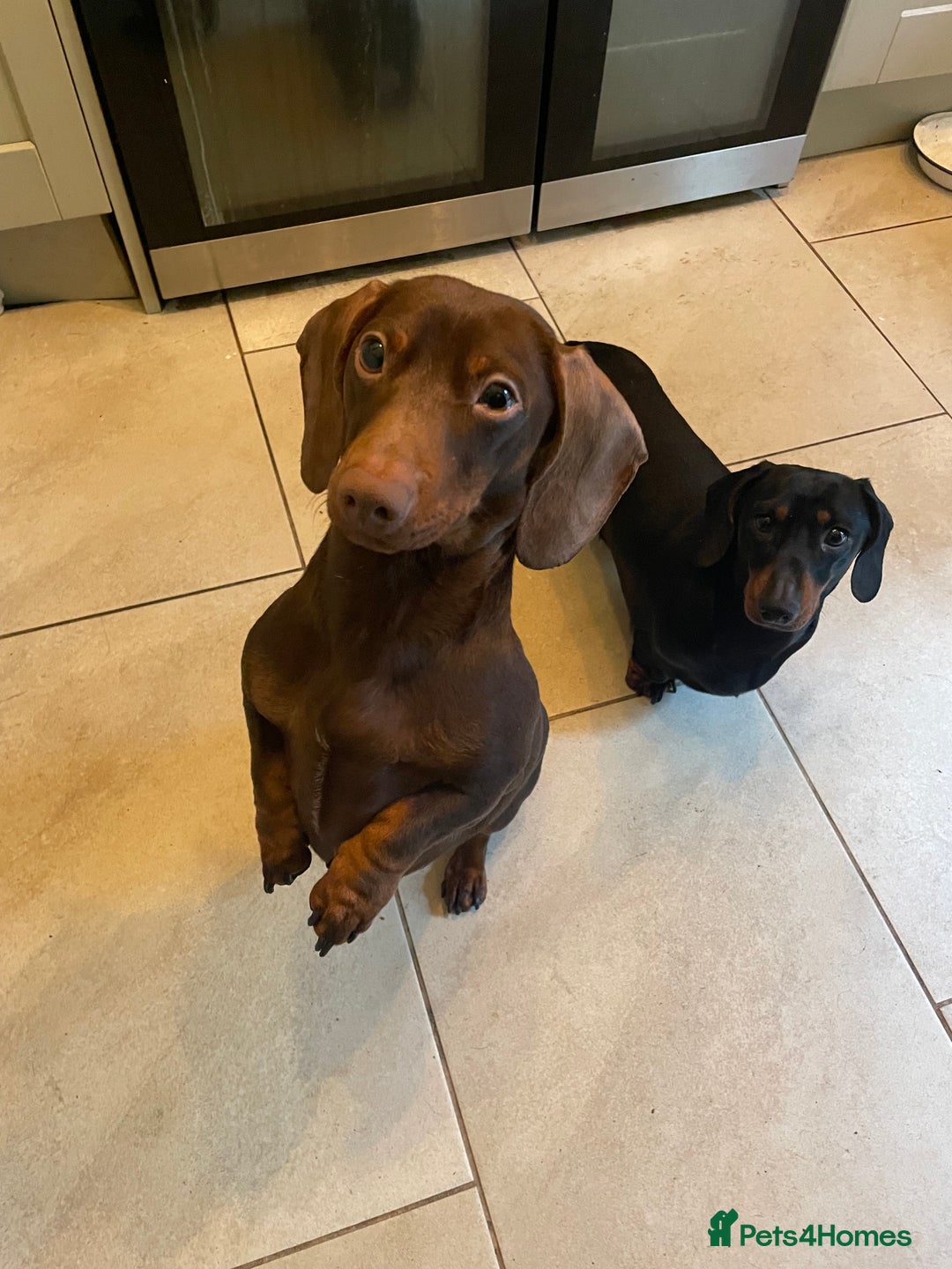 Miniature Dachshund dogs for sale: Miniature dachshund  - Image 7