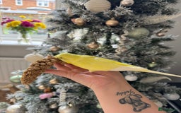 Budgerigars birds for sale: Pair of budgies  - Advert 6