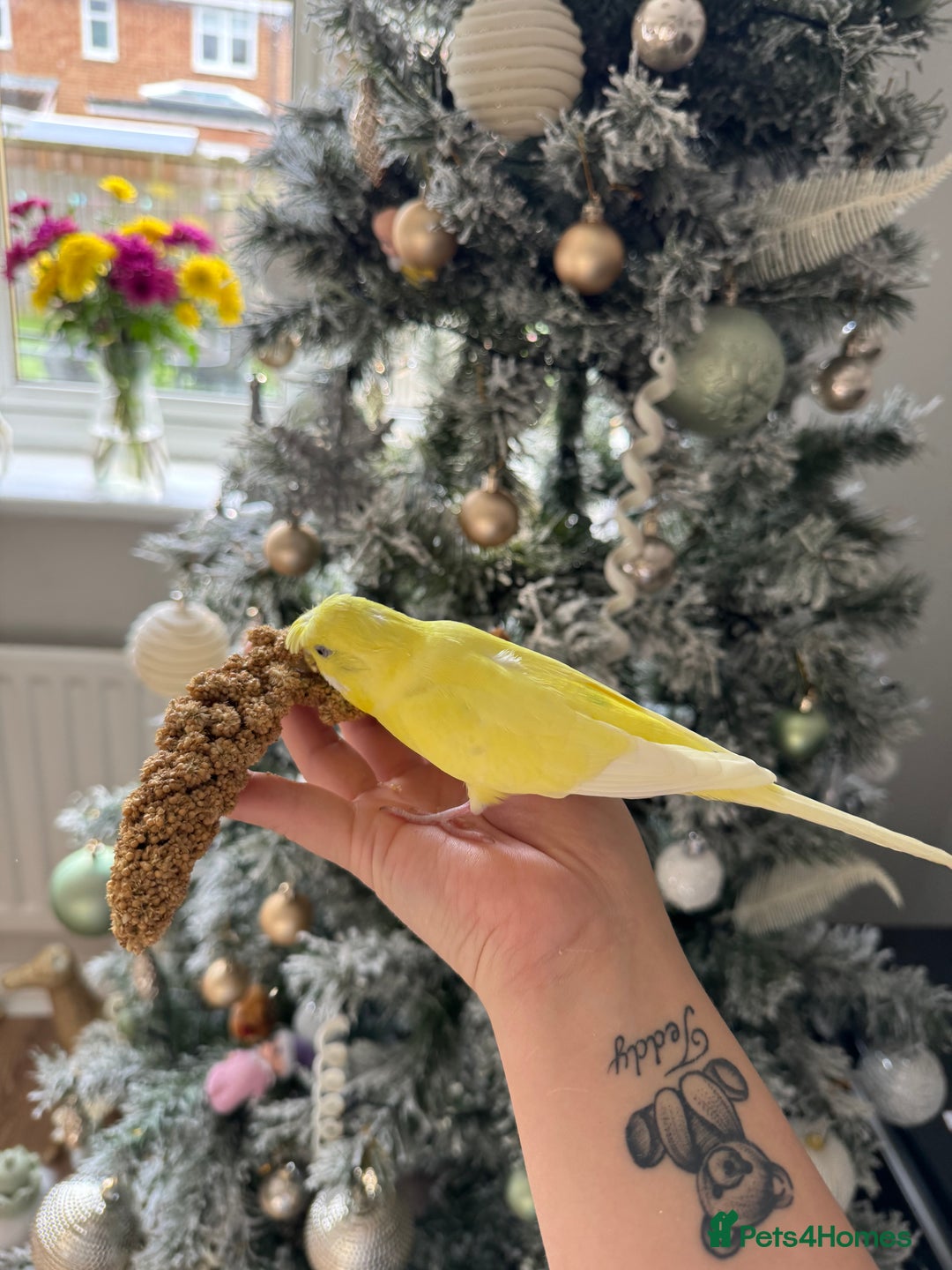 Budgerigars birds for sale: Pair of budgies  - Advert 6