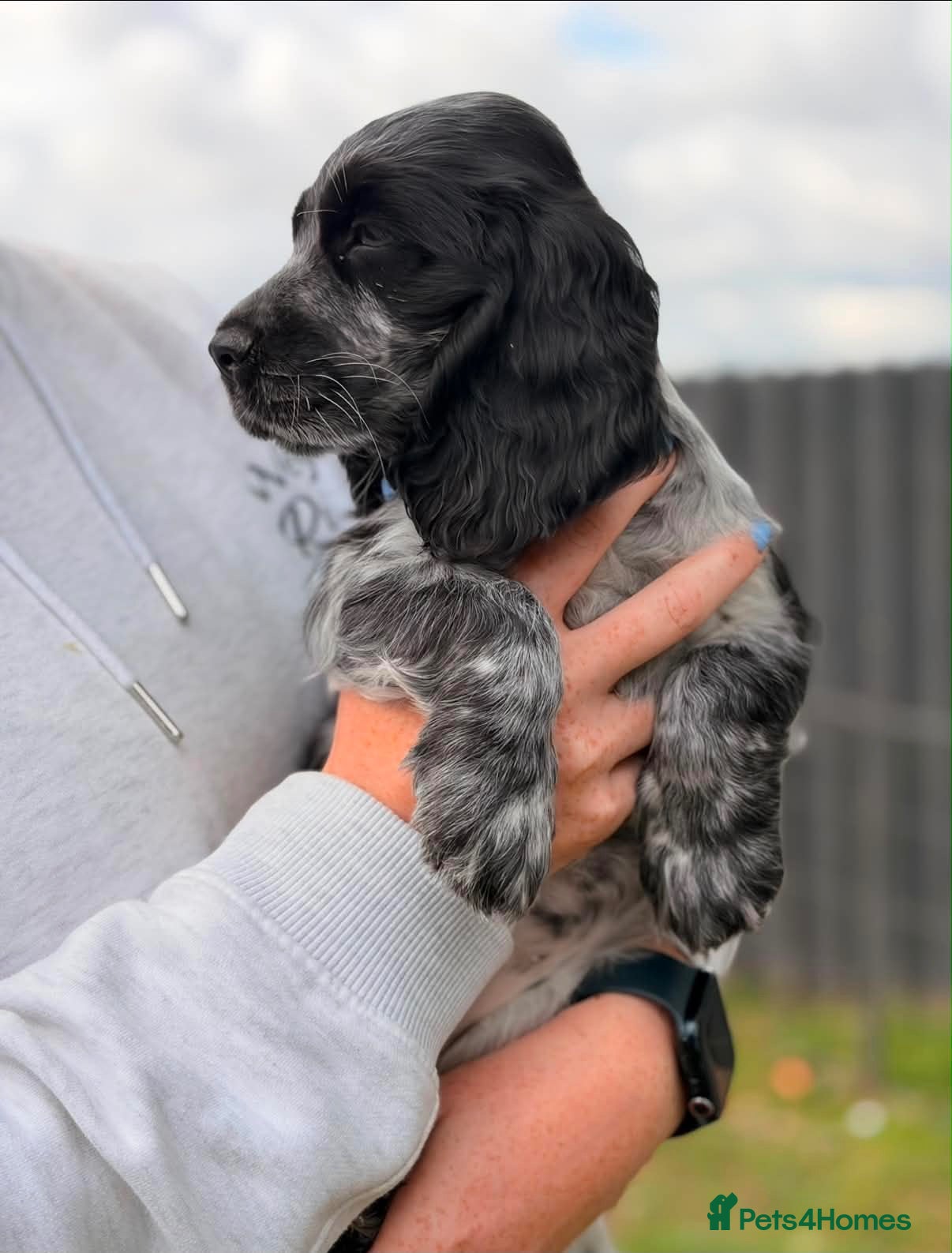 Cocker Spaniel dogs Show Cocker Pups Ready Now⭐️ - Advert 9