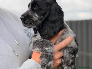 Cocker Spaniel dogs ⭐️Show Cocker Pups Ready Now⭐️ - Advert 2