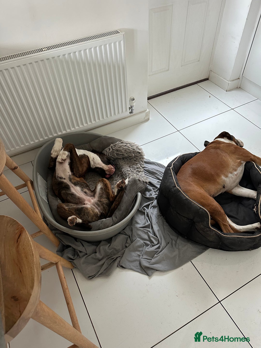 Boxer dogs for sale: 4 CHAMP BLOODLINE CHUNKY BOXER PUPS, bobtail/tail - Advert 13