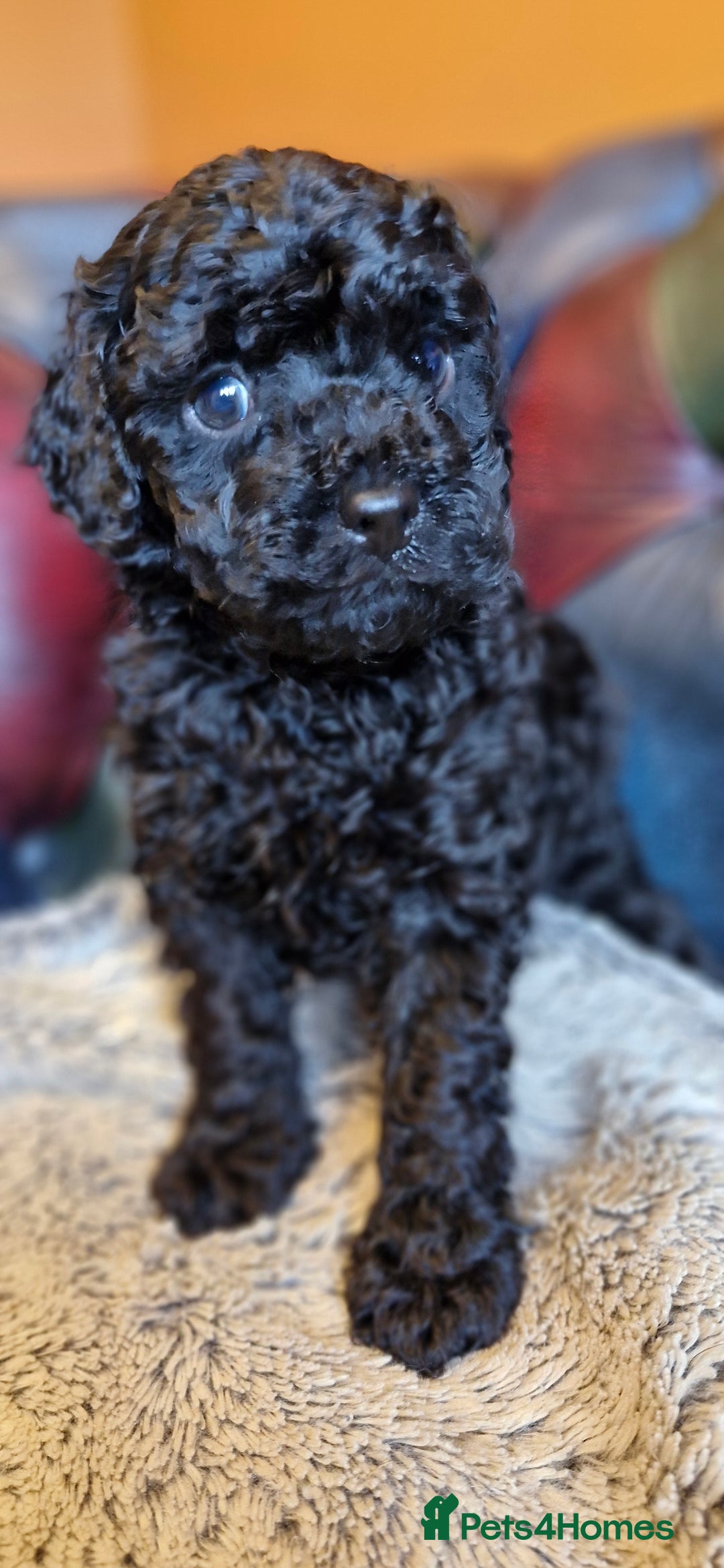 Cavapoo dogs for sale: Gorgeous f1b Cavapoo pups - Advert 23