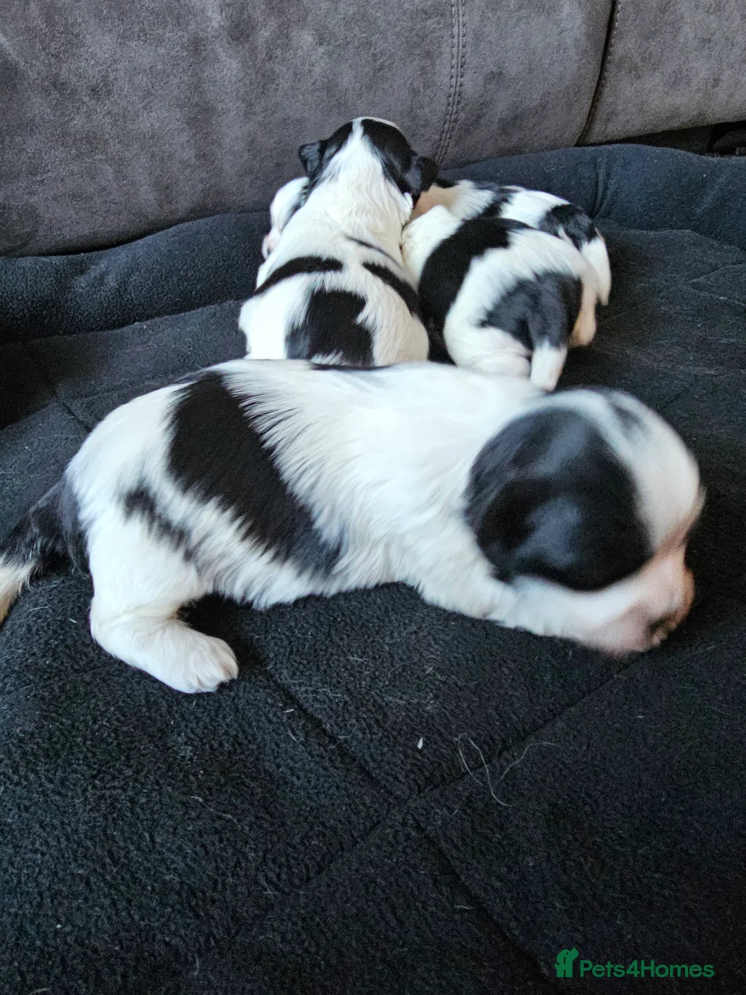 Lhasa Apso dogs for sale: Lhasa apso puppies fully KC REGISTERED  - Advert 14