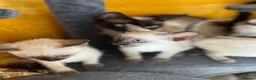 Siamese cats for sale: Siamese girls ready soon - Advert 11