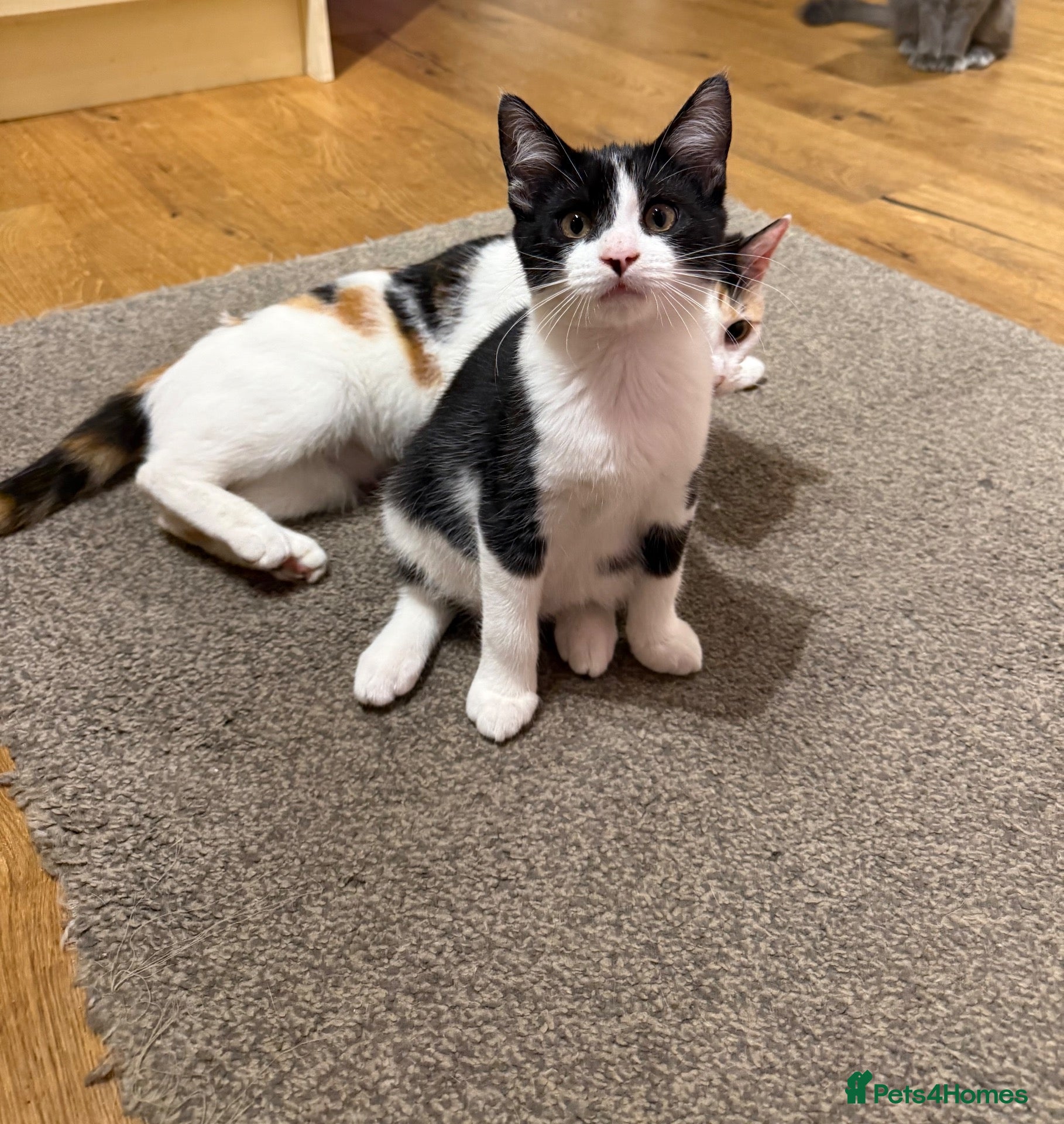 Maine Coon cats Maine Coon (half) kitten - 1 boy left - Advert 18
