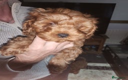 Cockapoo dogs for sale: 5 lovely cuddly puppies - Advert 11