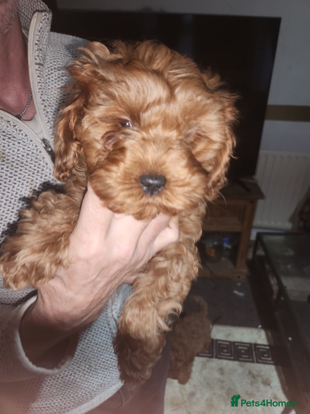 Cockapoo dogs for sale: 5 lovely cuddly puppies - Advert 11