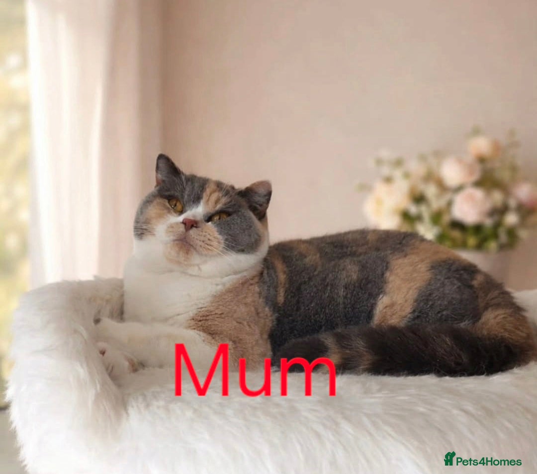 British Shorthair cats 🌟 Bushtail babies are expecting 🌟  - Advert 2