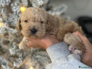 Mixed Breed dogs F1B STANDARD PRA CLEAR STBERNADOODLE - Advert 1