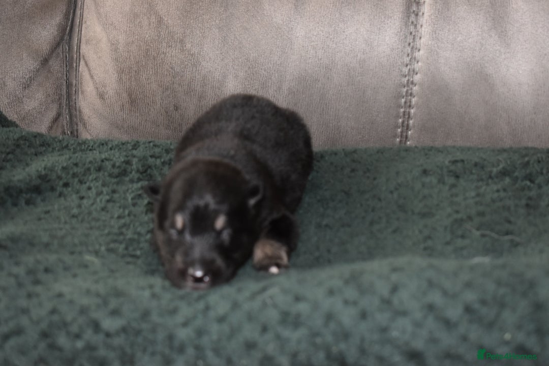Shepsky dogs for sale: German shepherd x husky puppies - Image 10