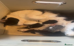 Domestic Shorthair cats for sale: 2 kitten looking for homes  - Image 7