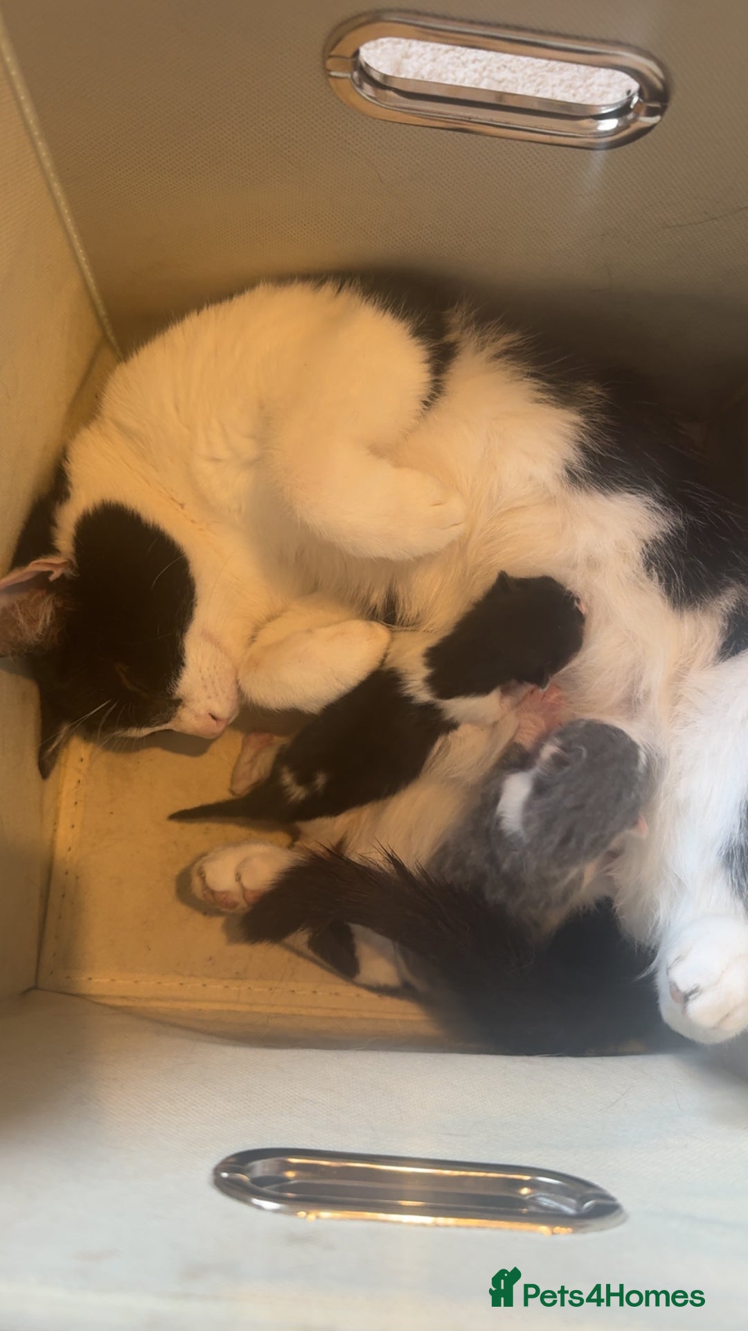 Domestic Shorthair cats for sale: 2 kitten looking for homes  - Image 7