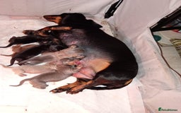 Dachshund dogs for sale: Miniature dachshunds  - Image 2
