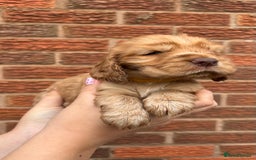 Cocker Spaniel dogs for sale: KC Reg Show Cocker Rizi Bizi bloodline Puppies - Image 7
