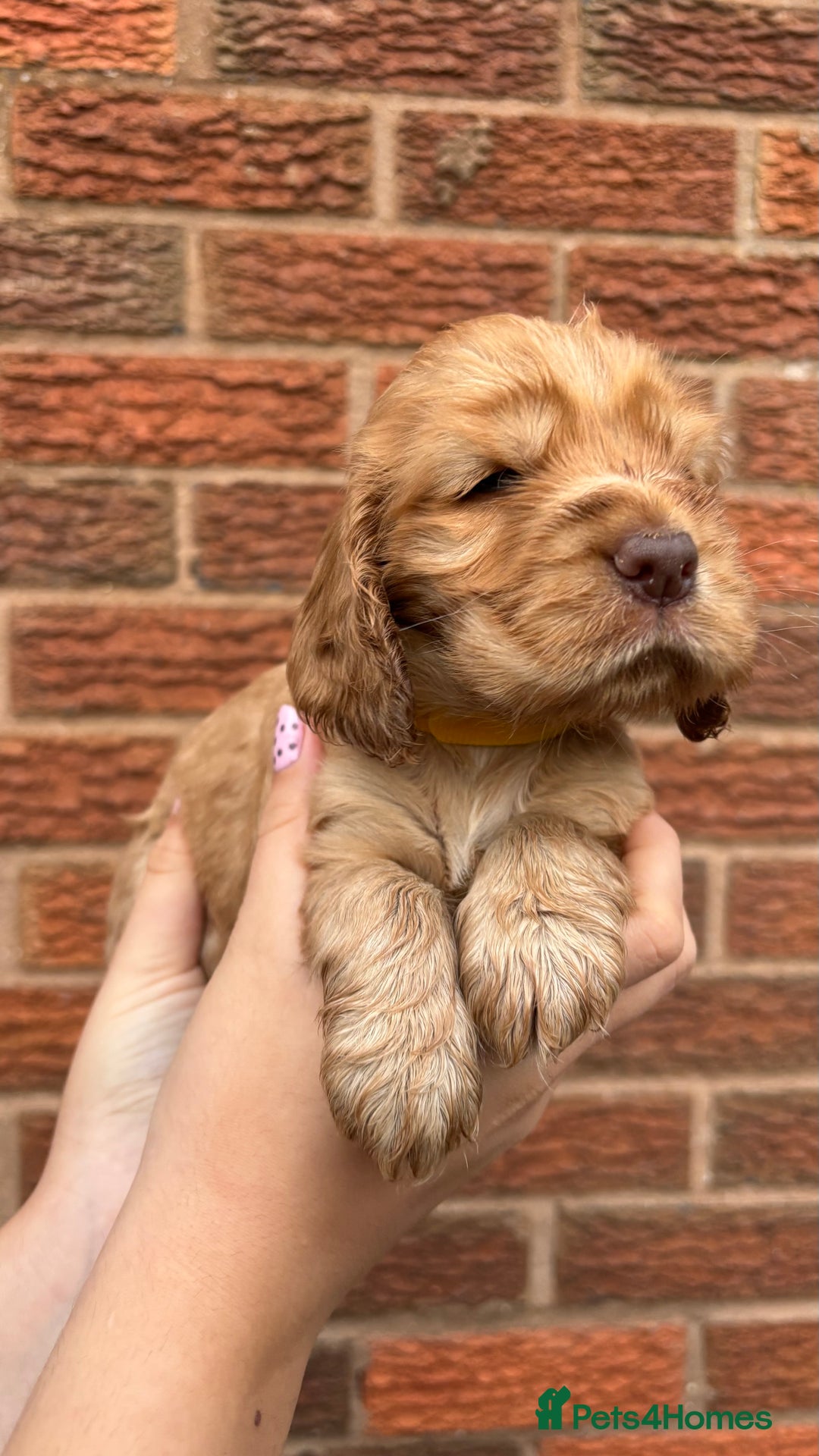 Cocker Spaniel dogs for sale: KC Reg Show Cocker Rizi Bizi bloodline Puppies - Image 7