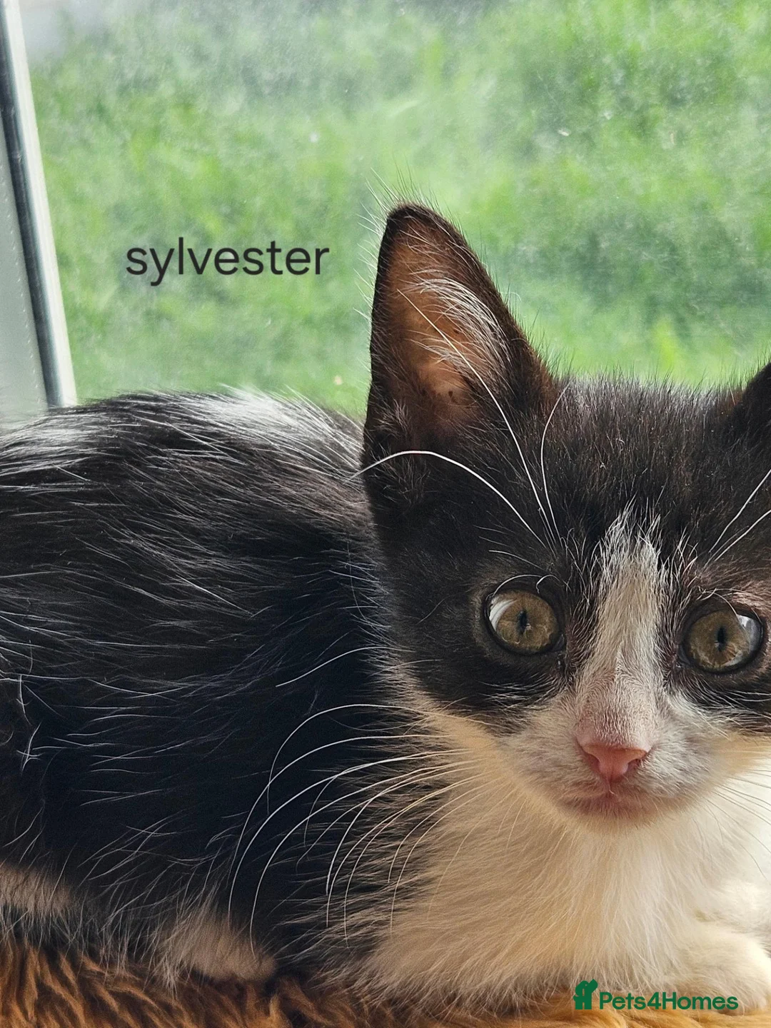 Mixed Breed cats for sale: Beautiful kittens looking for there forever homes - Advert 2