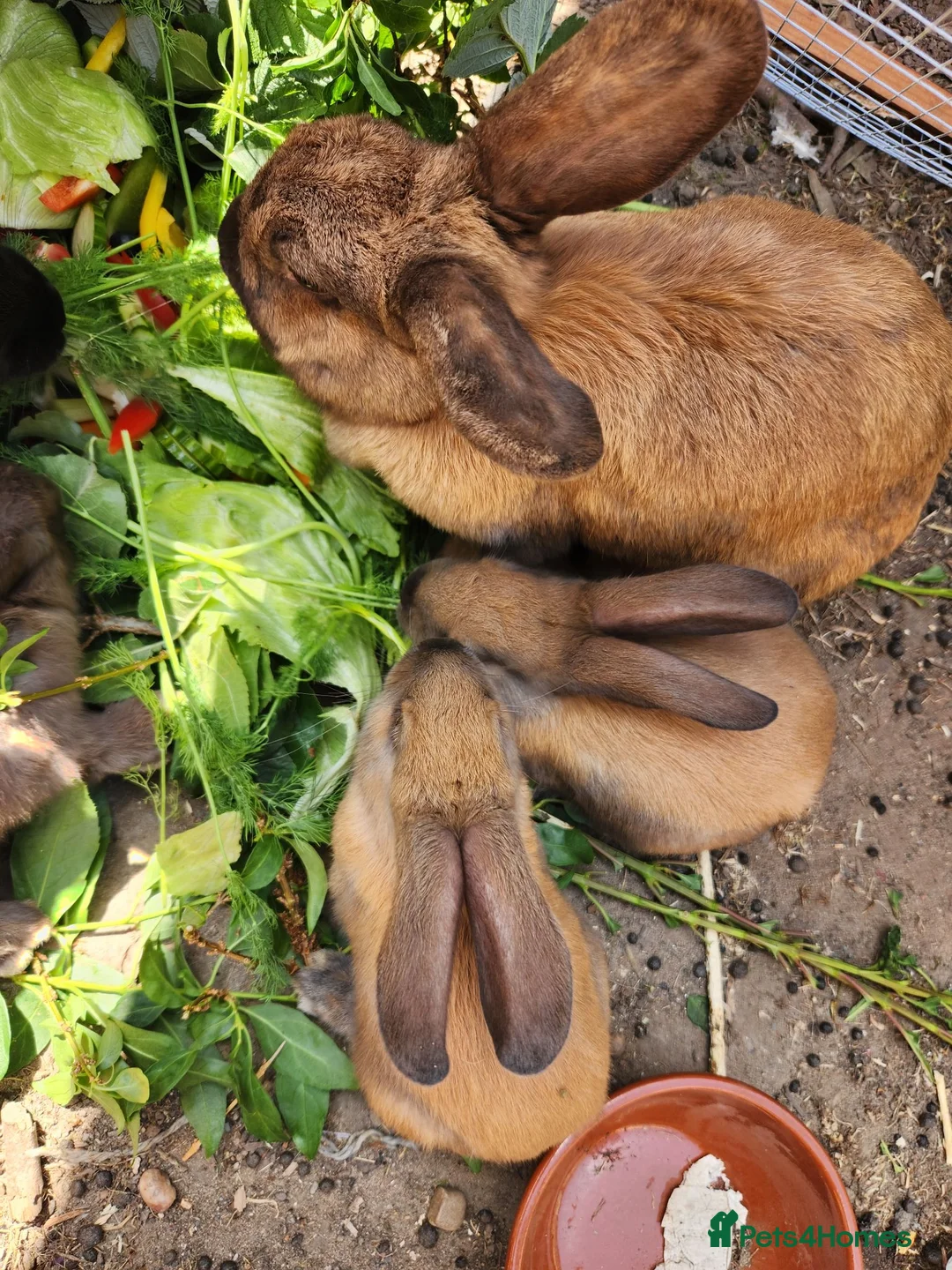 Mixed Breed rabbits for sale: Beautiful,healthy baby rabbits  - Advert 2