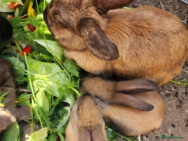 Mixed Breed rabbits for sale: Beautiful,healthy baby rabbits - Advert 2