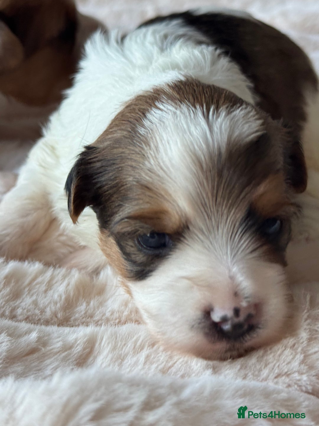 Yorkshire Terrier dogs for sale: Adorable Health Tested Coloured Yorkies (Biewer)  - Advert 15