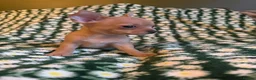 Chihuahua dogs for sale: READY NOW - 2 BOYS LEFT!! - Advert 5