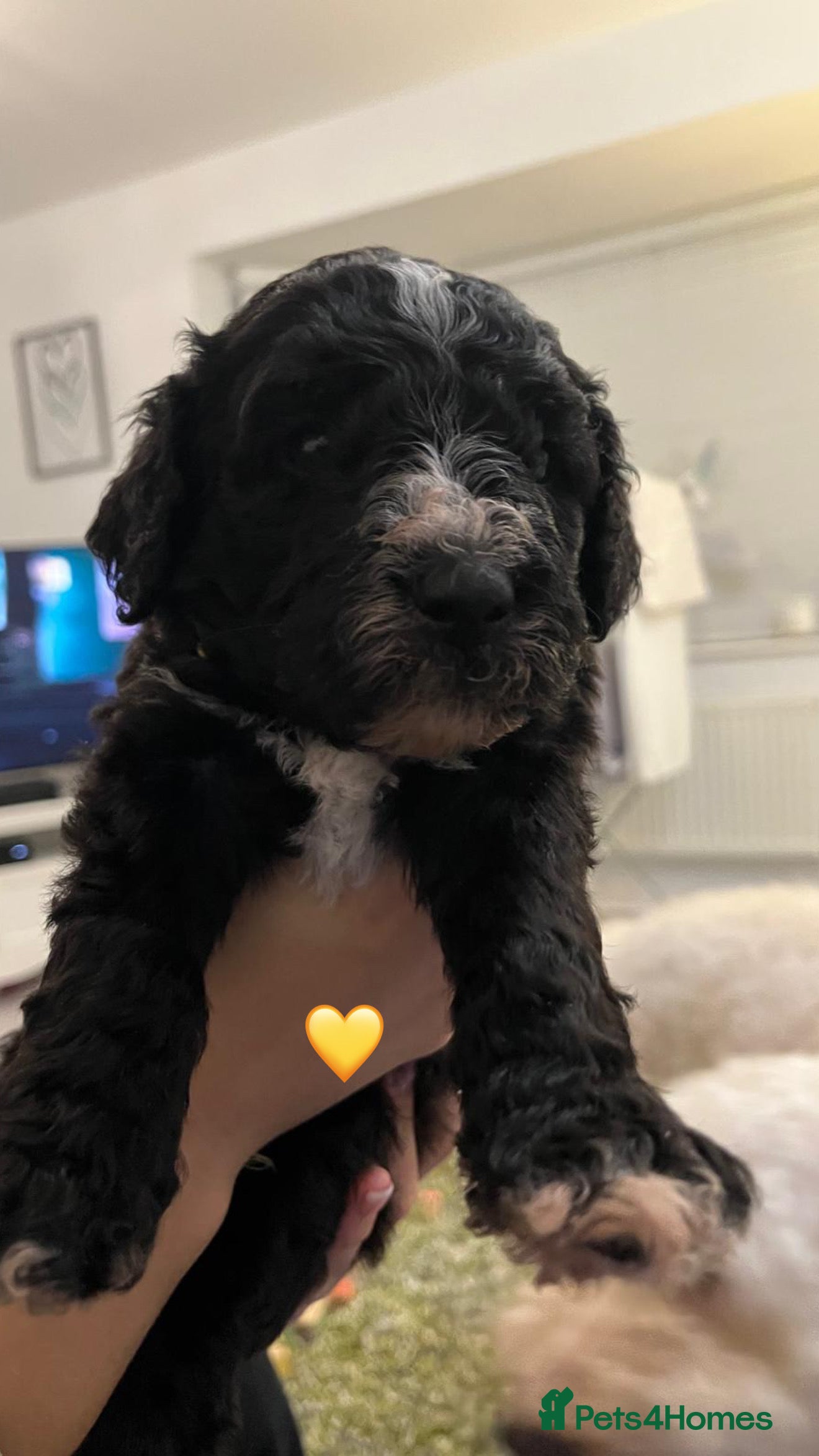 Mixed Breed dogs Stunning litter of Golden Bernadoodles - Advert 14