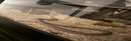 Corn Snake reptiles for sale: Corn snake in Brampton - Advert 3