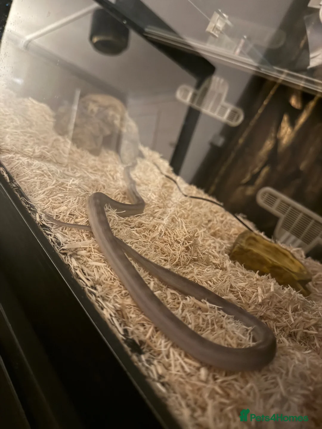 Corn Snake reptiles for sale: Corn snake in Brampton - Advert 3