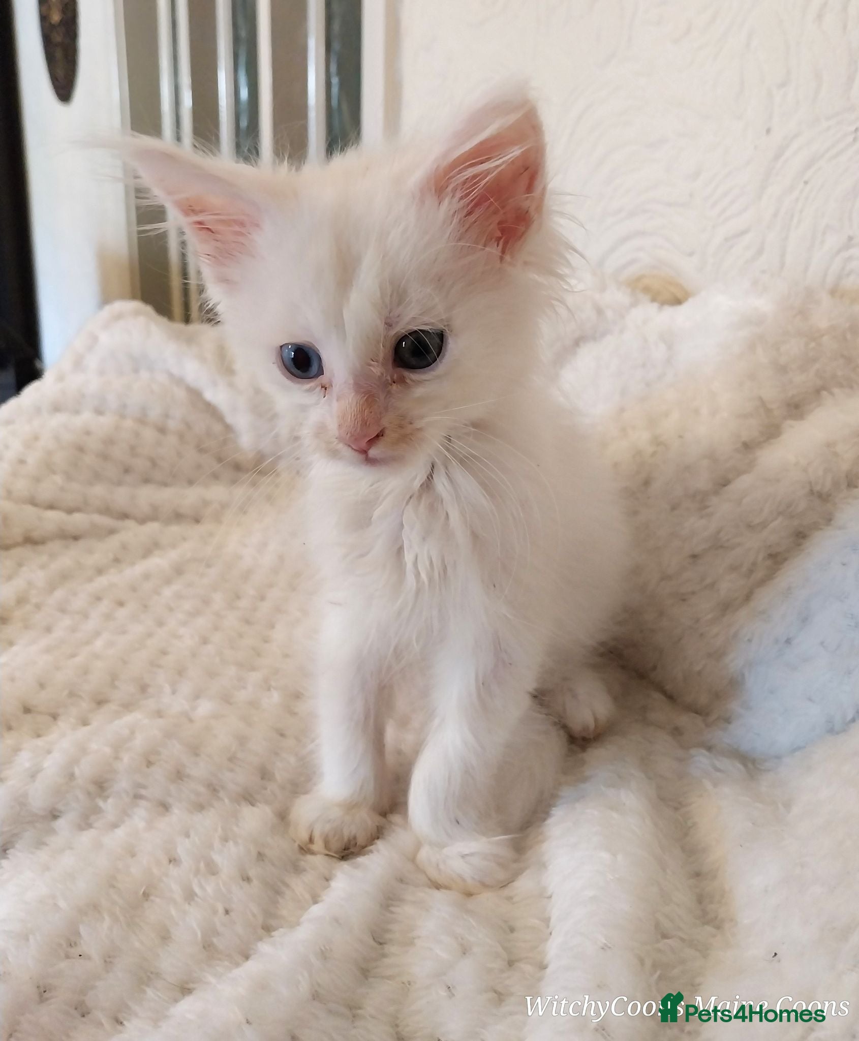 Maine Coon cats TICA Reg Maine Coon Kittens. Red. Tortie. White - Advert 17