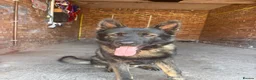 German Shepherd dogs for sale: Stunning kc male  - Advert 8