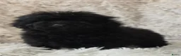 Toy Poodle dogs for sale: KC REGISTERED TOY POODLES FULLY HEALTH TESTED  - Advert 4