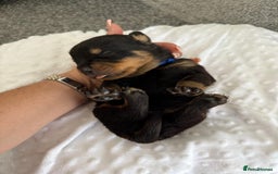 Rottweiler dogs for sale: Stunning chunky Rottweiler puppies - Image 4