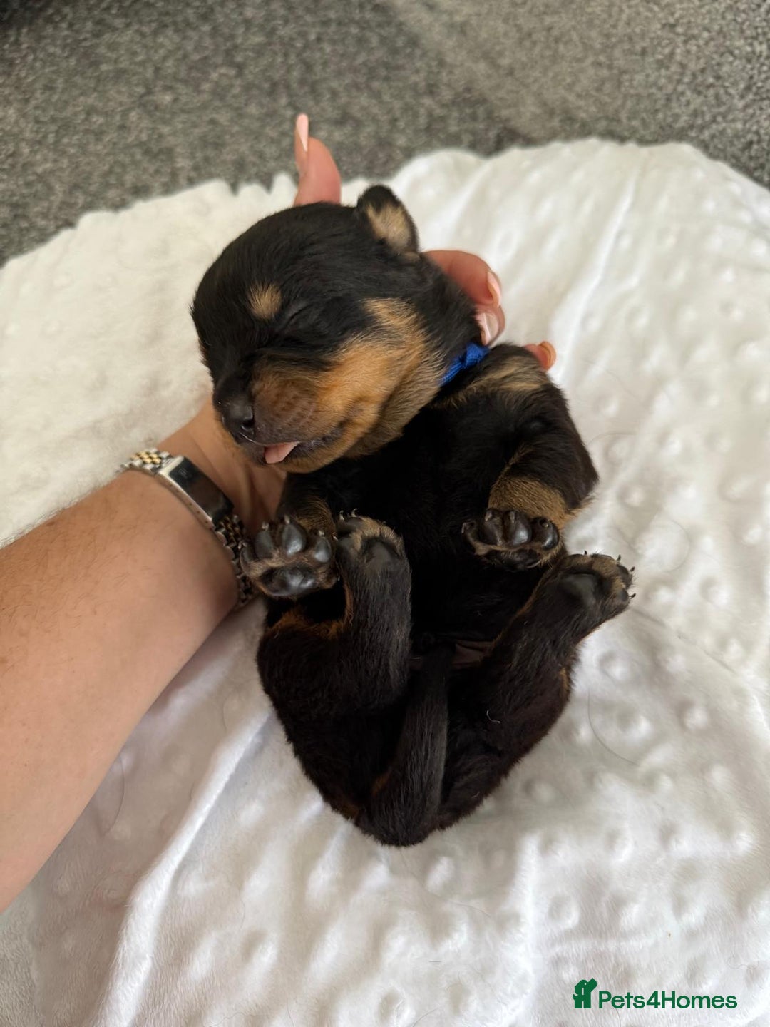 Rottweiler dogs for sale: Stunning chunky Rottweiler puppies - Image 4