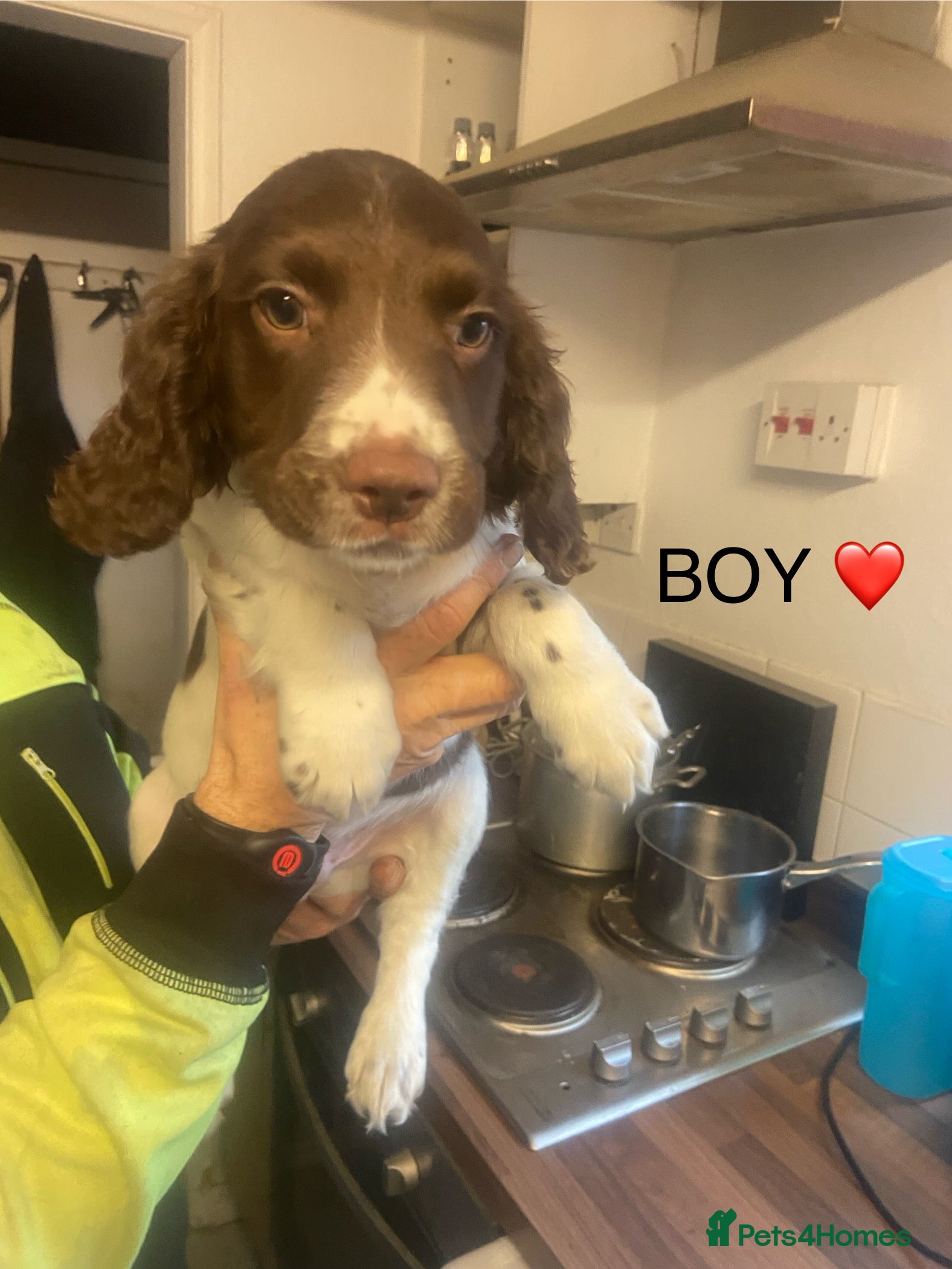 English Springer Spaniel dogs Springer spaniel puppies *READY* - Advert 7