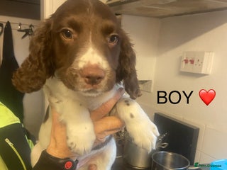 English Springer Spaniel dogs Springer spaniel puppies *READY* - Advert 7
