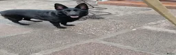 German Shepherd dogs for sale: Lucy Black German Shepherd  - Advert 3