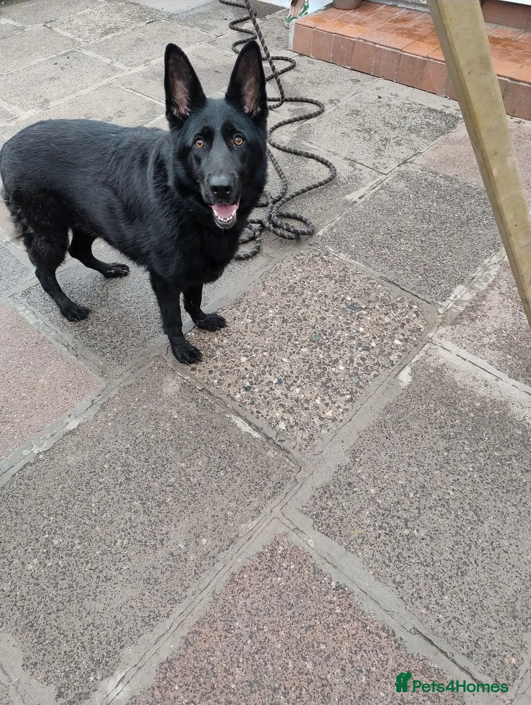 German Shepherd dogs for sale: Lucy Black German Shepherd  - Advert 3
