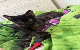 Mixed Breed cats for sale: The most beautiful kittens  in Wotton-under-Edge - Image 1