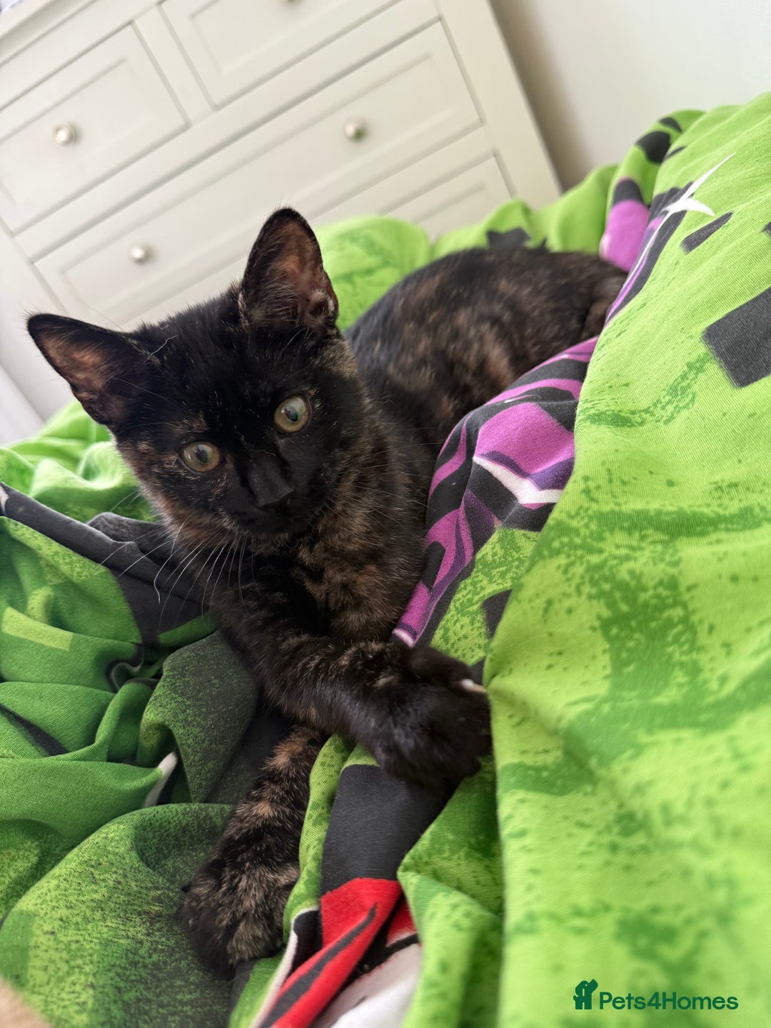 Mixed Breed cats for sale: The most beautiful kittens  in Wotton-under-Edge - Image 1