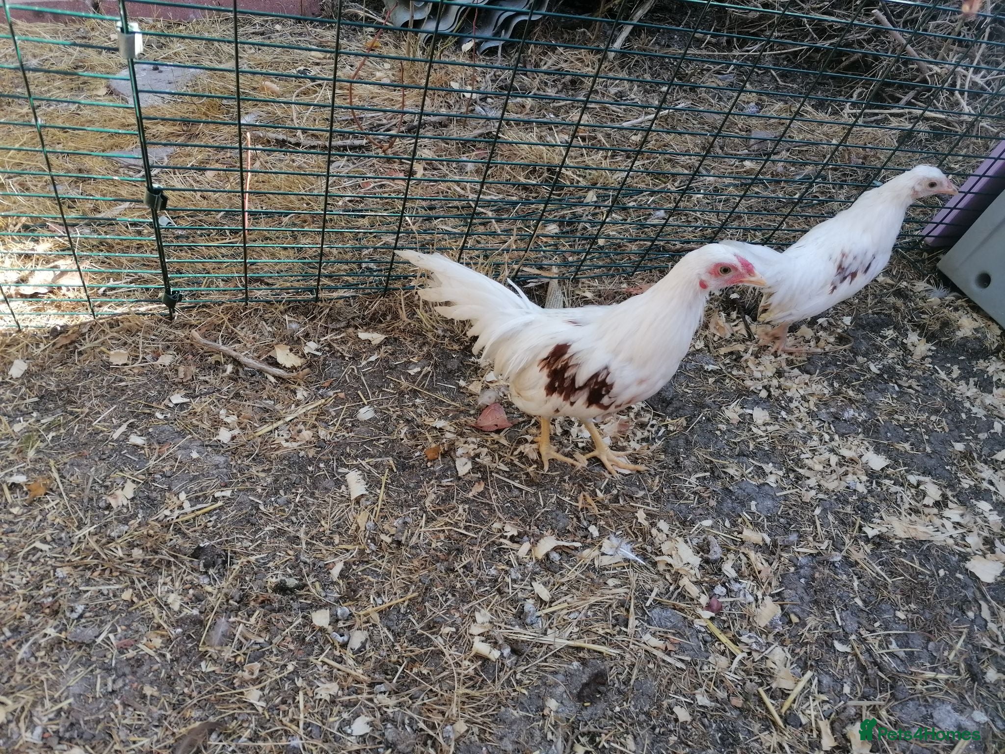 Chickens poultry Young pair of Yokohamas - Red Saddle - Rare breed - Advert 1