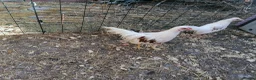 Chickens poultry for sale: Young pair of Yokohamas - Red Saddle - Rare breed - Advert 1