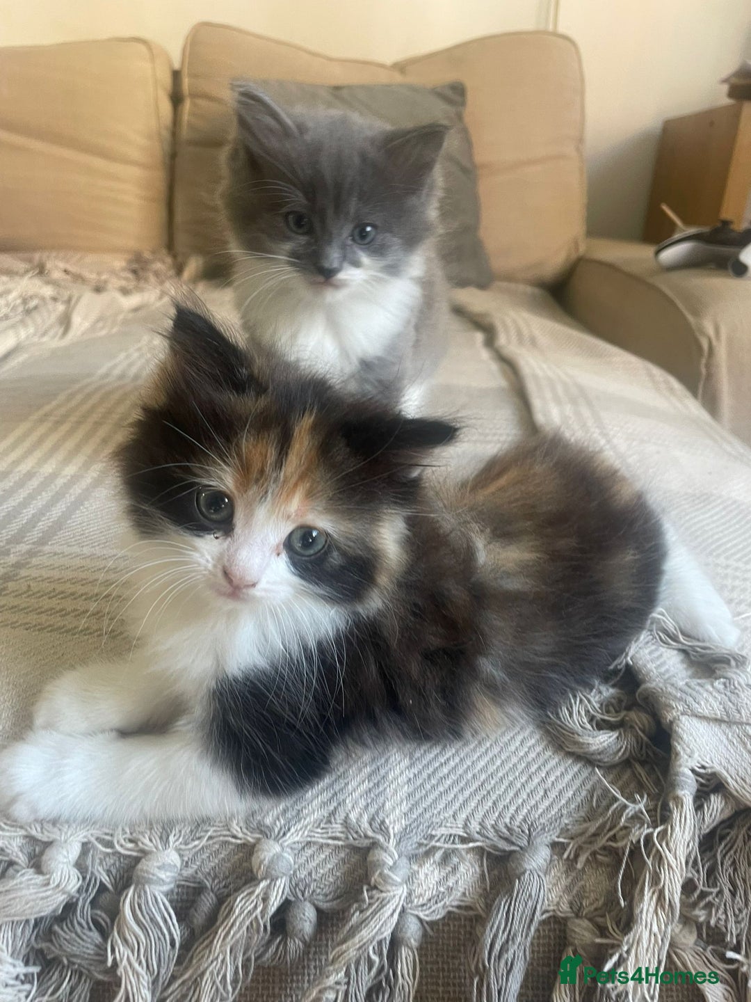 Ragdoll cats for sale: Stunning Half Ragdolls kittens - Image 6