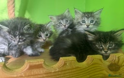 Kurilian Bobtail cats for sale: Rare pure breed Kurilian bobtail kittens available - Advert 10