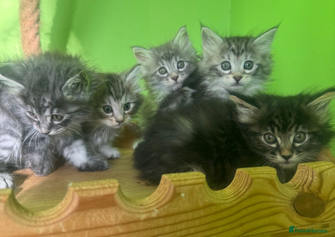 Kurilian Bobtail cats for sale: Rare pure breed Kurilian bobtail kittens available - Advert 10