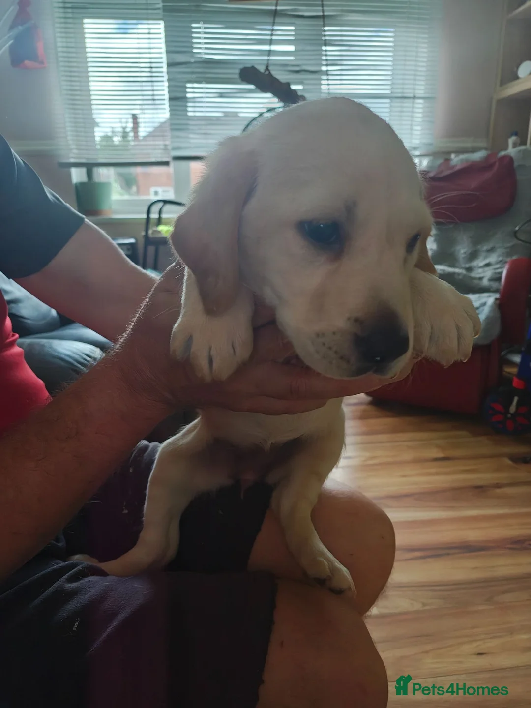 Labrador Retriever dogs for sale: Beautiful Labrador puppies  - Advert 2