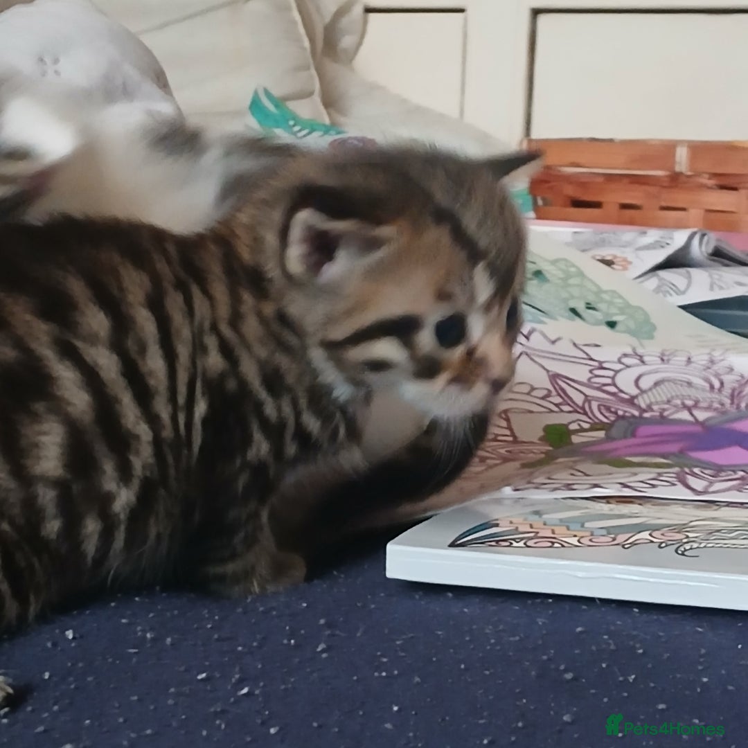 Bengal cats for sale: 1 girl and 3 boys  - Image 7