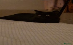 Mixed Breed cats for sale: Two kittens needing a loving family  - Advert 3