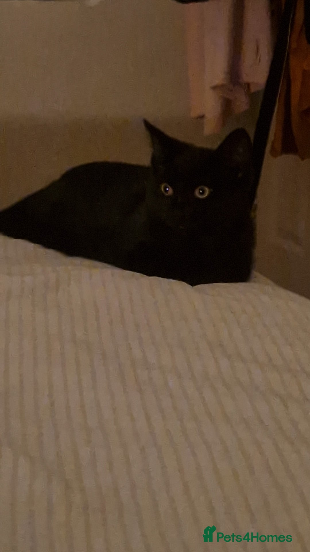 Mixed Breed cats for sale: Two kittens needing a loving family  - Advert 3